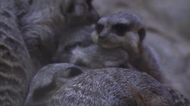 Birbirlerine sokulup sevgi ve koruma gösterdikleri güzel, yakın plan bir mirket görüntüsü..