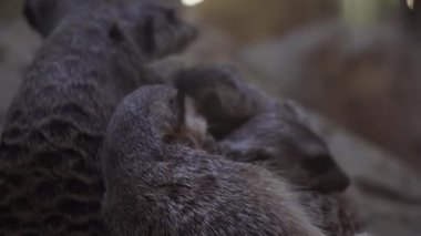  Ekip çalışmalarını ve korumalarını gösteren, tetikte bekleyen bir mirket ailesinin detaylı bir yakın çekimi..