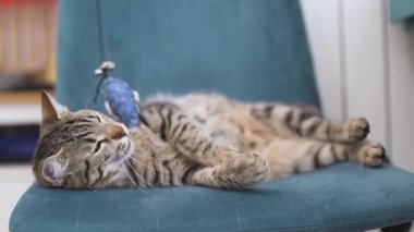 Rahat bir oturma odasında oyuncaklarla oynayan tembel bir kedinin kullanıcı tarafından oluşturulan videosu. Kedi severler ve evcil hayvan dijital hikaye anlatımı için mükemmel.. 