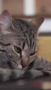 Sessiz bir odada evcil kedi, uyku saatinden önce rahatlıyor. Yaşam tarzından memnun hayvan severler ve rahat ev ortamları için harika.