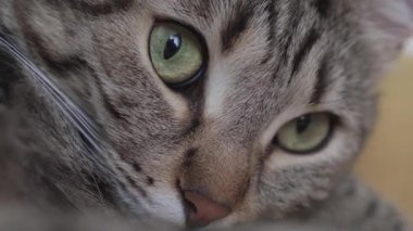 Yumuşak, uykucu bir kedi, rahat bir oturma odasında çekilen sessiz bir şekerlemeden zevk alır. Rahatlama içeriği ya da evcil hayvan yaşam tarzı teması için mükemmel bir ortam.