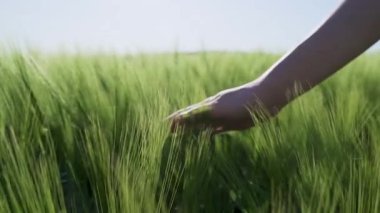 Zengin bir Bulgar buğday tarlasının ortasında, bir kadın eli sersemletici ağır çekimde çekilen yeşil ekinlerin arasında yavaşça hareket ediyor.