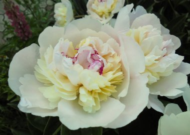 Güzel beyaz ve pembe şakayık çiçekleri. Bahçede çiçek açan fildişi yapraklar.