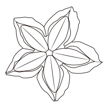 Sacha inchi çiçekleri fındık çizimi