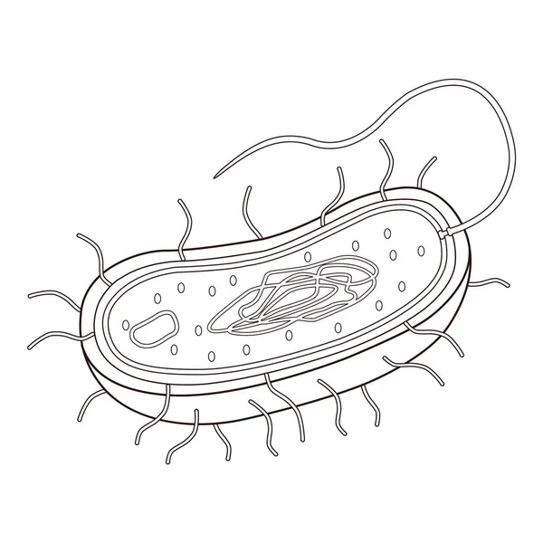Cel Prokaryotische Amoebe Dna Illustratie — Stockfoto