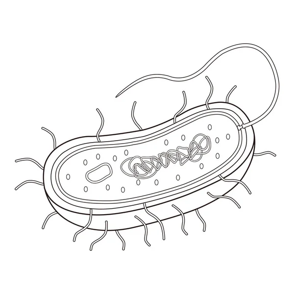 Cell Prokaryotic Amoeba Dna Illustration — Stock Photo, Image