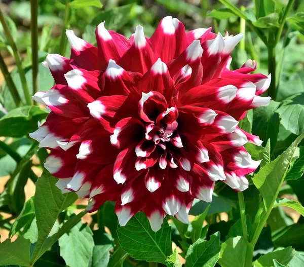 Big head of decorative bicolor dahlia flower variety Davos. Single red dahlia flower with white edges of petals close up. Floral greeting card or gardening abd beauty of nature concept