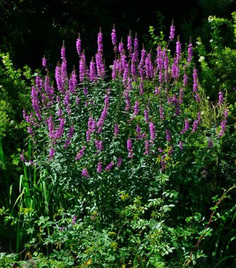 Dev anason çiçekleri Mavi Fortune ya da rezene devi Kore nanesi (Agastache foeniculum) yaz bahçesinde. Hyssop bahçecilik ve peyzaj için süs aromalı bir bitkidir.