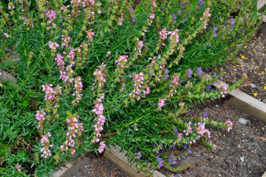 Hyssop veya hyssopus officinalis 'in mavi ve pembe çiçekleri. Yaz bahçesinde çok güzel ve dayanıklı bir bitki. Hyssop şifalı bitki, aromatik sos, iyi bal bitkisi ve bahçecilik için dekoratif bitkidir.