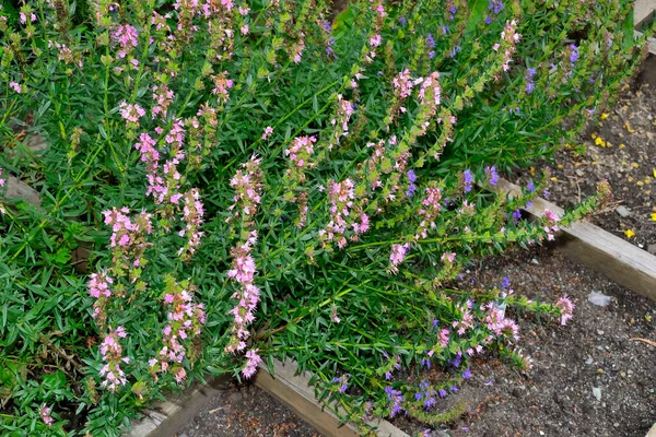Blauwe Roze Bloemen Van Hysop Hyssopus Officinalis Mooie Winterharde Plant — Stockfoto