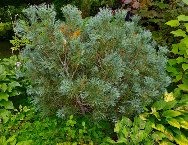 Pinheiro Anão Pinus Pumila Jardim Planta Conífera Rastejante Decorativa Para — Fotografia de Stock