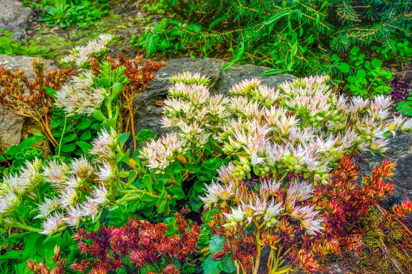 White Pink Blossoming Sedum Spurium Stonecrop Succulent Groundcover Summer Garden — Stock Photo, Image