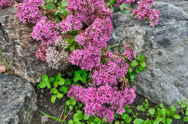 White pink blossoming of Sedum spurium - Stonecrop, a succulent groundcover on summer garden rockery among stones. White pink flowers of perennial ornamental plant for garden landscaping