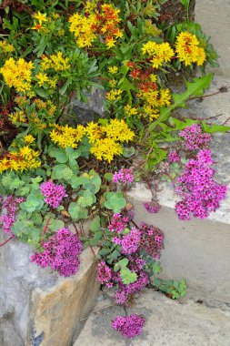 Sedum ewersii 'nin pembe çiçekleri ve Sedum' un orta dendorfunun sarı turuncu çiçekleri - Middendorf Stonecrop - Stonecrop, yaz bahçesinin kaygan zemin örtüsü