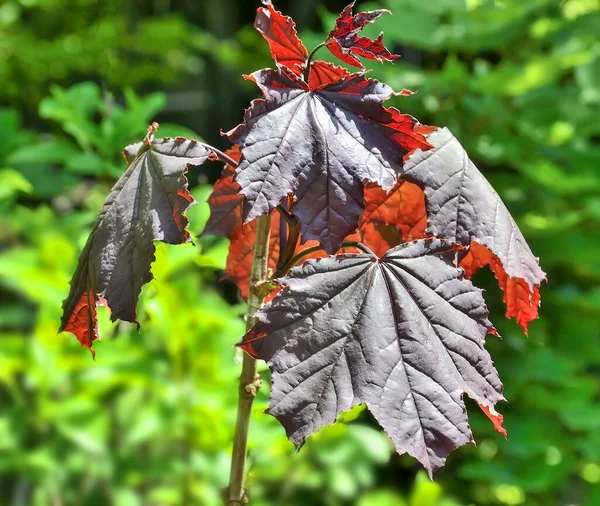 Branch Marple Acer Platanoides Royal Red Red Leaves Close Beautiful — Stock Photo, Image
