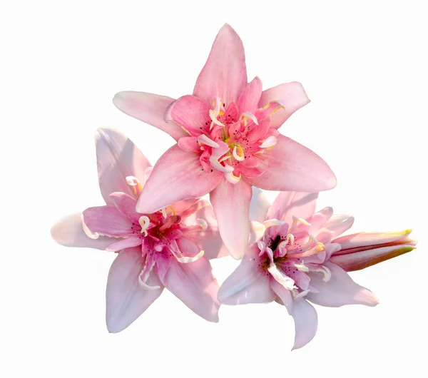 Three elegant pink double lily flowers close up, isolated on white background. Delicate pink lilies (Asiatic hybrid) variety Elodie. Beautiful detail of floral design