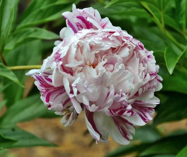 Single Variegated White Pink Striped Peony Flower Variety Candy Stripe — Stock Photo, Image