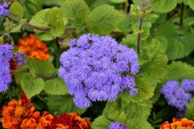 Mavi Ageratum houstonianum çiçeklerinin parlak cilt bakımı, ya da çiçek tarhındaki çelenkler ya da kadife çiçekleri. Ageratum çeşidi Blaue Kappe yıllık çiçek fabrikasıdır.