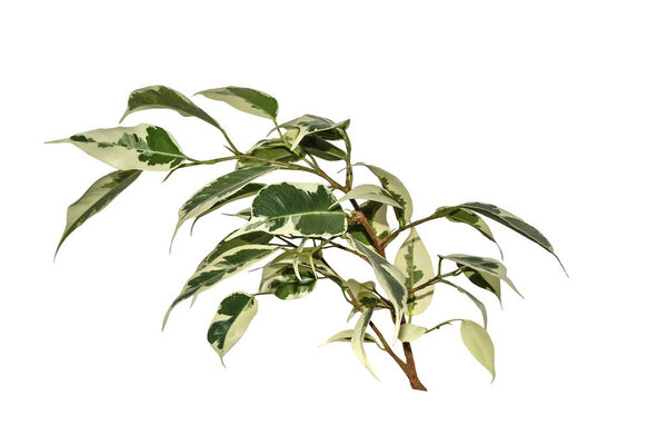 Ficus benjamina twig with white-green variegated cuspidal leaves isolated on white. Variety Starlight or De Gantel - popular houseplant for indoor floriculture, phytodesign and landscaping premises