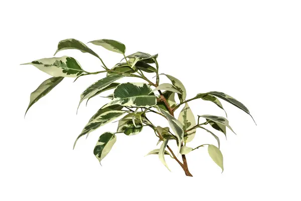 Ficus Benjamina Zweig Mit Weiß Grün Gefärbten Eckzähnen Isoliert Auf Stockfoto