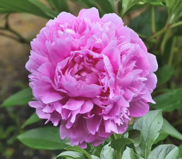 Single pink double peony flower cultivar Sarah Bernhardt, close up. Paeonia lactiflora - delightful delicacy and perfection of an elegant flower. Beauty of nature, floriculture, gardening concept