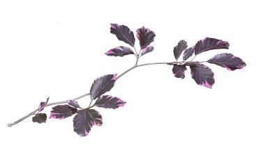 Kayın ağacı dalı - Fagus sylvatica, çeşitli mor renkli Purpurea Tricolor - pembe yapraklar yakın, beyaz arkaplanda izole. Peyzaj için süs bitkisi