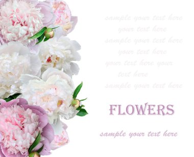 Beyaz ve pembe şakayık çiçeklerinin sınırı. Bayram veya bayram etkinlikleri için çiçek arkaplanı. Örnek metin. Doğum günü, yıldönümü, Paskalya, Anneler ya da Sevgililer Günü 'ne hassas şakayıklar içeren tebrik kartı.