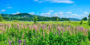 Picturesque summer mountain landscape with meadow of colorful lupine flowers on the bank of river. Bright wild lupins near river - idyllic scenery. Mountains with forest covered on background