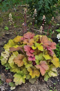 Heuchera 'nın çeşitli karamel çiçekli çok renkli yaprakları: sarı, kırmızı ya da pembe, turuncu, açık yeşil - bir bahçeyi ya da parkı düzenlemek için uzun ömürlü büyüleyici bir süs bitkisi