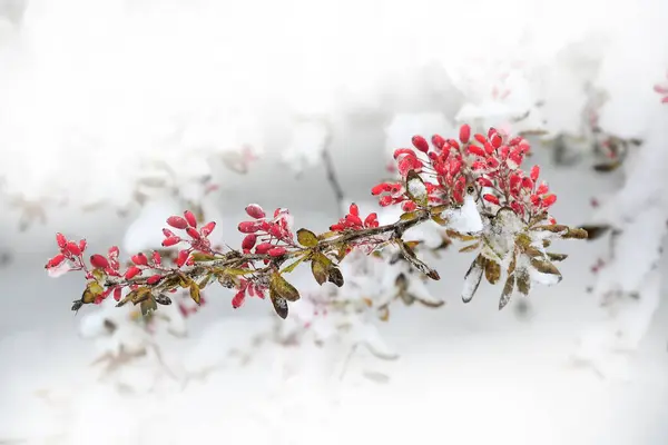 Kırmızı meyveler kızamık kar kaplı - Noel süslemeleri kış park yakın çekim