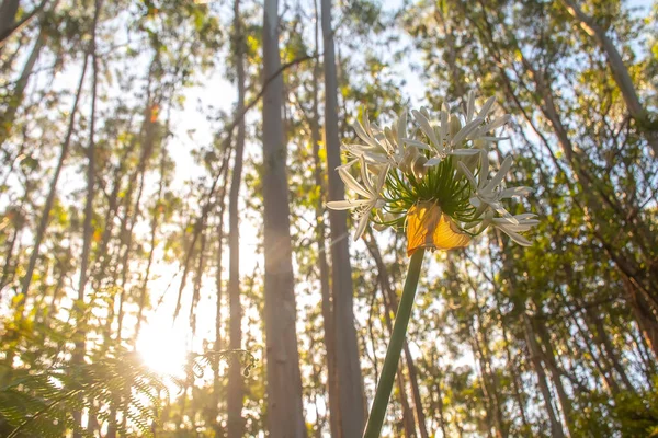 Une Forêt Luxuriante Eucalyptus Sol Vert Bûches Brunes Photo Haute — Photo
