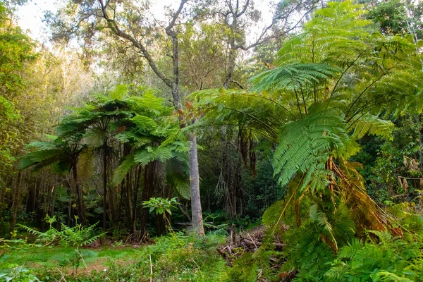 Beautiful Jungle Forest Fern Plant Trees Sphaeropteris Cooperi Madeira Island — Stock Photo, Image