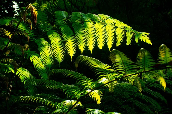 Primer Plano Hermosos Helechos Crecimiento Bosque Isla Madeira Portugal — Foto de Stock