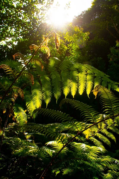 Gyönyörű Páfrányok Közelsége Erdőben Madeira Sziget Portugália — Stock Fotó