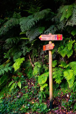Levada do Rei Hike, Madeira Adası, King Water Channel yürüyüşü. Yüksek kalite fotoğraf