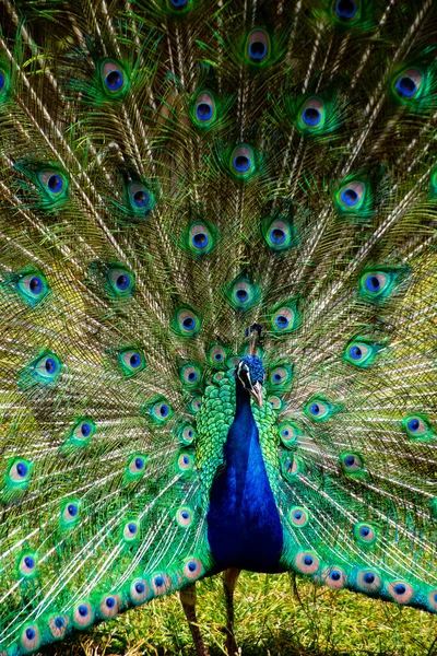 Portrait Beautiful Peacock Feathers Out High Quality Photo — Stock Photo, Image