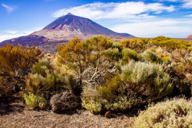 Las Canadas Ulusal Parkı 'na seyahat, Pico del Teide, Tenerife. Yüksek kalite fotoğraf
