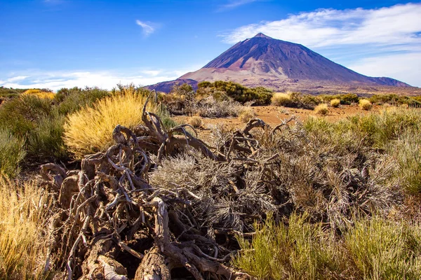 Projděte Národní Park Las Canadas Pico Del Teide Tenerife Kvalitní Stock Obrázky
