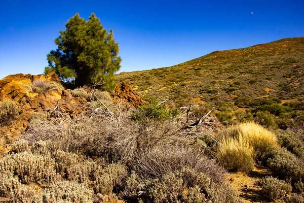 Természet Csoda Szívében Spanyolország Teide Nemzeti Park Tenerife Panorámás Kilátás — Stock Fotó