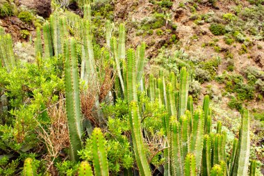 İkonik Euphorbia Canariensis kaktüsü, Roque Bermejo yakınlarındaki engebeli dağlara karşı dimdik ayakta duruyor..