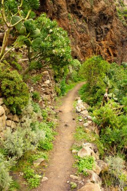 Roque Bermejo Sahili 'ne giden manzaralı bir yürüyüş yolu, çarpıcı opuntias ve agave gibi çeşitli bitkilerle süslenmiş, Tenerifes' in zengin doğal güzelliğini vurguluyor..