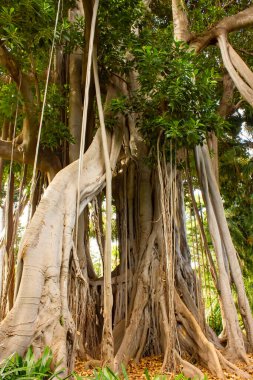 Karmaşık hava köklerine sahip muhteşem Ficus Benjamin ağacı, Tenerife, Puerto de la Cruz 'un ünlü Jardin Botanico' sunda yer almaktadır..