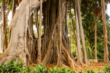 Karmaşık hava köklerine sahip muhteşem Ficus Benjamin ağacı, Tenerife, Puerto de la Cruz 'un ünlü Jardin Botanico' sunda yer almaktadır..