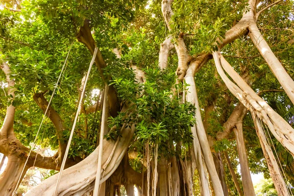 Magnífica Árvore Ficus Benjamin Com Raízes Aéreas Intrincadas Destaque Renomado — Fotografia de Stock
