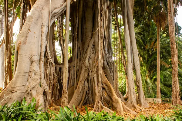 Velkolepý Strom Ficus Benjamin Spletitými Kořeny Vzduchu Výrazný Renomovaném Jardin — Stock fotografie