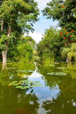 Tenerife, Puerto de la Cruz 'daki Jardin Botanico' nun yemyeşil yemyeşil bahçesinde çiçek açan nilüferlerle süslenmiş sakin bir gölet..