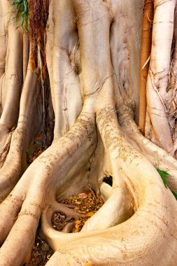 Karmaşık hava köklerine sahip muhteşem Ficus Benjamin ağacı, Tenerife, Puerto de la Cruz 'un ünlü Jardin Botanico' sunda yer almaktadır..