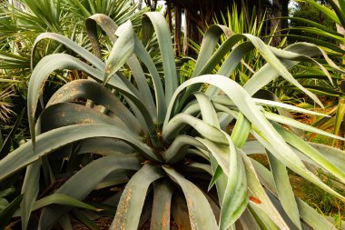 Uzun ve baskın olan etkileyici agave bitkileri, Kanarya Adaları, Tenerife, Puerto de la Cruz 'da bulunan Jardin Botanico' daki çeşitli bitkileri gözler önüne seriyor..