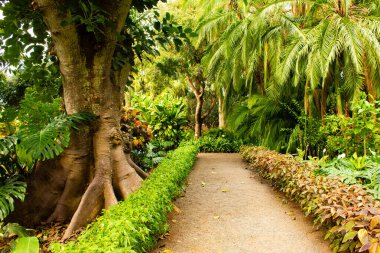 Yüksek ve zarif olan Jardin Botanico 'nun tropikal palmiye ağaçları ziyaretçilere Puerto de la Cruz, Tenerife, Kanarya Adaları' ndaki yemyeşil biyolojik çeşitliliği göstermektedir..