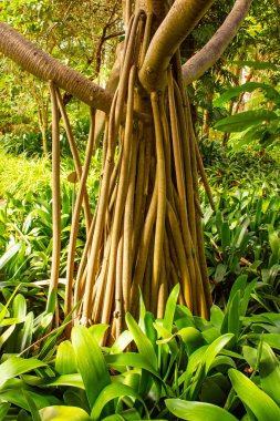 Yüksek ve zarif olan Jardin Botanico 'nun tropikal palmiye ağaçları ziyaretçilere Puerto de la Cruz, Tenerife, Kanarya Adaları' ndaki yemyeşil biyolojik çeşitliliği göstermektedir..